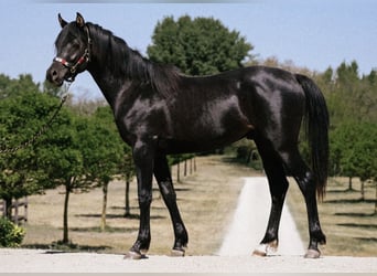Koń czystej krwi arabskiej, Ogier, 2 lat, 155 cm, Kara