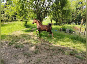 Koń czystej krwi arabskiej, Ogier, 2 lat, 155 cm, Kasztanowatodereszowata