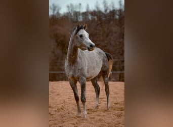 Koń czystej krwi arabskiej, Ogier, 2 lat, 155 cm, Siwa jabłkowita