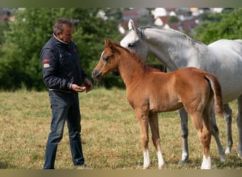 Koń czystej krwi arabskiej, Ogier, 2 lat, 155 cm, Siwa