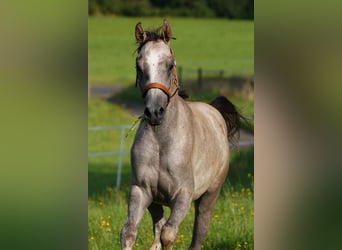 Koń czystej krwi arabskiej, Ogier, 2 lat, 155 cm, Siwa