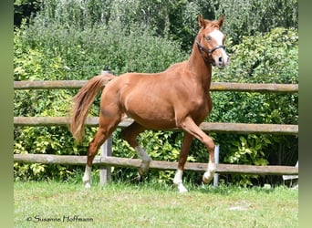 Koń czystej krwi arabskiej, Ogier, 2 lat, 158 cm, Kasztanowata