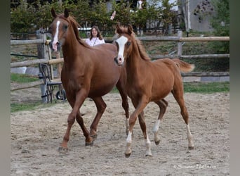 Koń czystej krwi arabskiej, Ogier, 2 lat, 158 cm, Kasztanowata