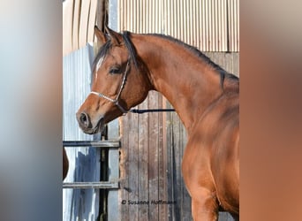Koń czystej krwi arabskiej, Ogier, 2 lat, 158 cm, Kasztanowata