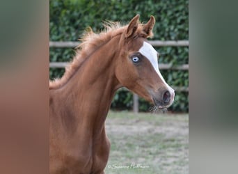 Koń czystej krwi arabskiej, Ogier, 2 lat, 158 cm, Kasztanowata