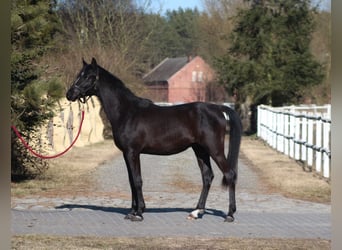 Koń czystej krwi arabskiej, Ogier, 2 lat, 159 cm, Kara