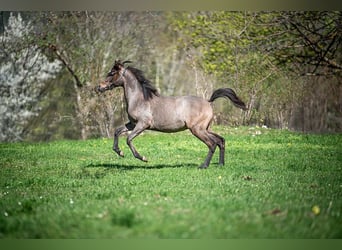 Koń czystej krwi arabskiej, Ogier, 2 lat, Siwa