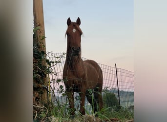 Koń czystej krwi arabskiej, Ogier, 3 lat, 144 cm, Kasztanowata