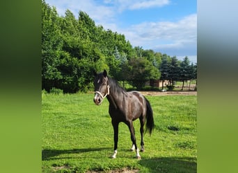 Koń czystej krwi arabskiej, Ogier, 3 lat, 144 cm, Skarogniada