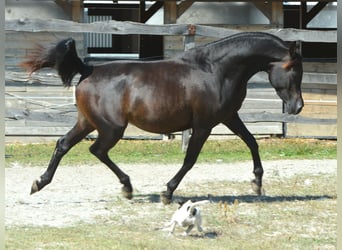 Koń czystej krwi arabskiej, Ogier, 3 lat, 148 cm, Ciemnogniada