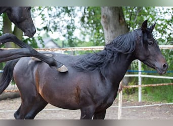 Koń czystej krwi arabskiej, Ogier, 3 lat, 150 cm, Ciemnogniada