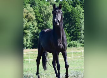 Koń czystej krwi arabskiej, Ogier, 3 lat, 150 cm, Kara