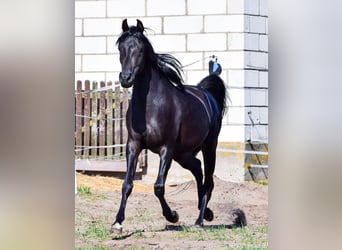 Koń czystej krwi arabskiej, Ogier, 3 lat, 150 cm, Kara