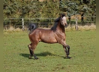 Koń czystej krwi arabskiej, Ogier, 3 lat, 152 cm, Siwa