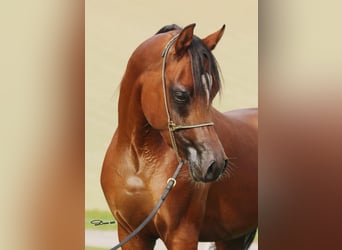 Koń czystej krwi arabskiej, Ogier, 3 lat, 153 cm, Gniada