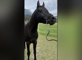 Koń czystej krwi arabskiej, Ogier, 3 lat, 153 cm, Kara