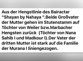 Koń czystej krwi arabskiej, Ogier, 3 lat, 153 cm, Kara
