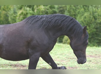 Koń czystej krwi arabskiej, Ogier, 3 lat, 153 cm, Siwa