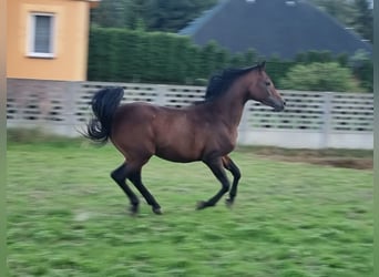 Koń czystej krwi arabskiej, Ogier, 3 lat, 154 cm, Gniada