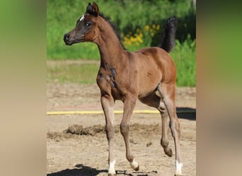 Koń czystej krwi arabskiej, Ogier, 3 lat, 154 cm, Skarogniada