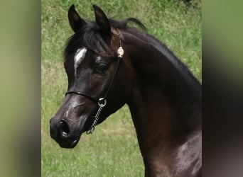 Koń czystej krwi arabskiej, Ogier, 3 lat, 154 cm, Skarogniada