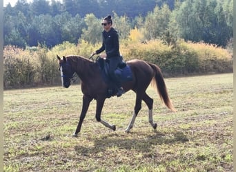Koń czystej krwi arabskiej, Ogier, 3 lat, 155 cm, Ciemnokasztanowata