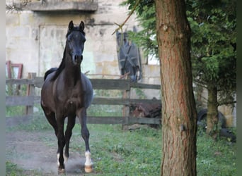 Koń czystej krwi arabskiej, Ogier, 3 lat, 155 cm, Kara