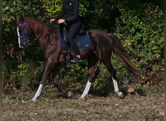 Koń czystej krwi arabskiej, Ogier, 3 lat, 158 cm, Ciemnokasztanowata