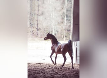 Koń czystej krwi arabskiej, Ogier, 3 lat, 158 cm, Gniada