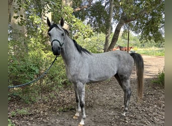 Koń czystej krwi arabskiej, Ogier, 3 lat, 158 cm, Siwa