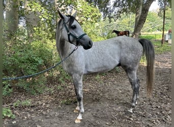 Koń czystej krwi arabskiej, Ogier, 3 lat, 158 cm, Siwa