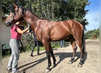 Koń czystej krwi arabskiej, Ogier, 3 lat, 159 cm, Gniada