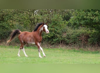 Koń czystej krwi arabskiej, Ogier, 3 lat, 159 cm, Sabino