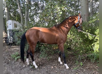 Koń czystej krwi arabskiej, Ogier, 3 lat, 160 cm, Gniada