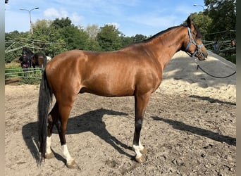 Koń czystej krwi arabskiej, Ogier, 3 lat, 160 cm, Gniada