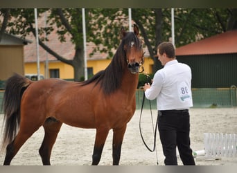 Koń czystej krwi arabskiej, Ogier, 4 lat, 150 cm, Gniada
