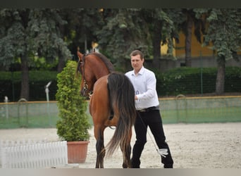 Koń czystej krwi arabskiej, Ogier, 4 lat, 150 cm, Gniada