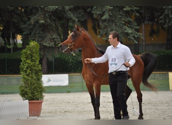 Koń czystej krwi arabskiej, Ogier, 4 lat, 150 cm, Gniada