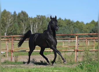 Koń czystej krwi arabskiej, Ogier, 4 lat, 150 cm, Kara