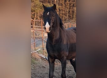 Koń czystej krwi arabskiej, Ogier, 4 lat, 150 cm, Kara