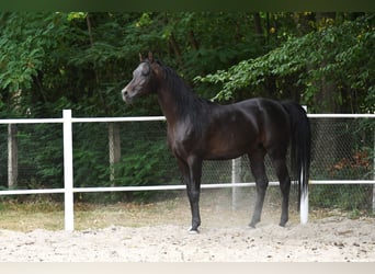 Koń czystej krwi arabskiej, Ogier, 4 lat, 152 cm, Ciemnogniada
