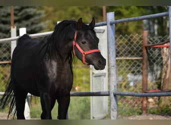 Koń czystej krwi arabskiej, Ogier, 4 lat, 152 cm, Ciemnogniada