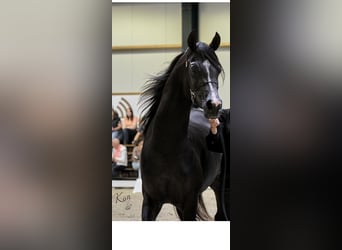 Koń czystej krwi arabskiej, Ogier, 4 lat, 154 cm, Kara