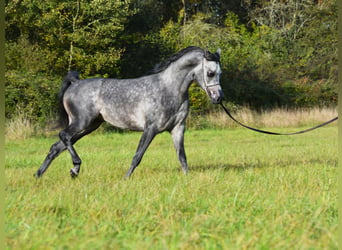 Koń czystej krwi arabskiej, Ogier, 4 lat, 156 cm, Siwa