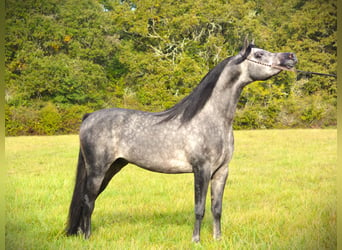 Koń czystej krwi arabskiej, Ogier, 4 lat, 156 cm, Siwa