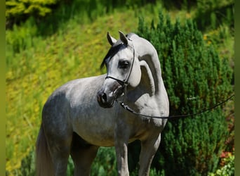 Koń czystej krwi arabskiej, Ogier, 4 lat, 156 cm, Siwa