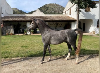 Koń czystej krwi arabskiej, Ogier, 4 lat, 157 cm, Siwa