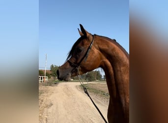 Koń czystej krwi arabskiej, Ogier, 4 lat, Gniada