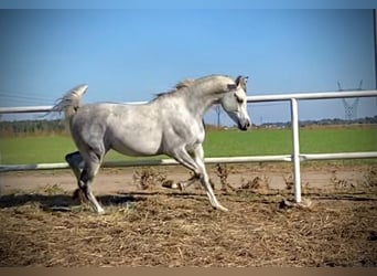 Koń czystej krwi arabskiej, Ogier, 4 lat, Siwa