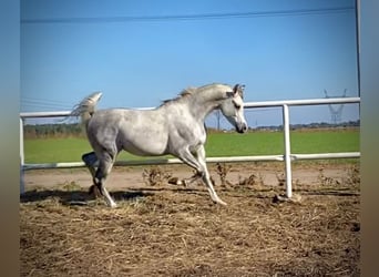 Koń czystej krwi arabskiej, Ogier, 4 lat, Siwa